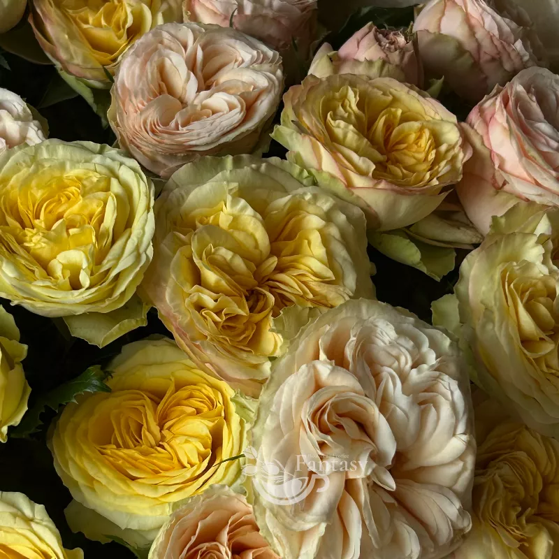 Нежность в дар  3